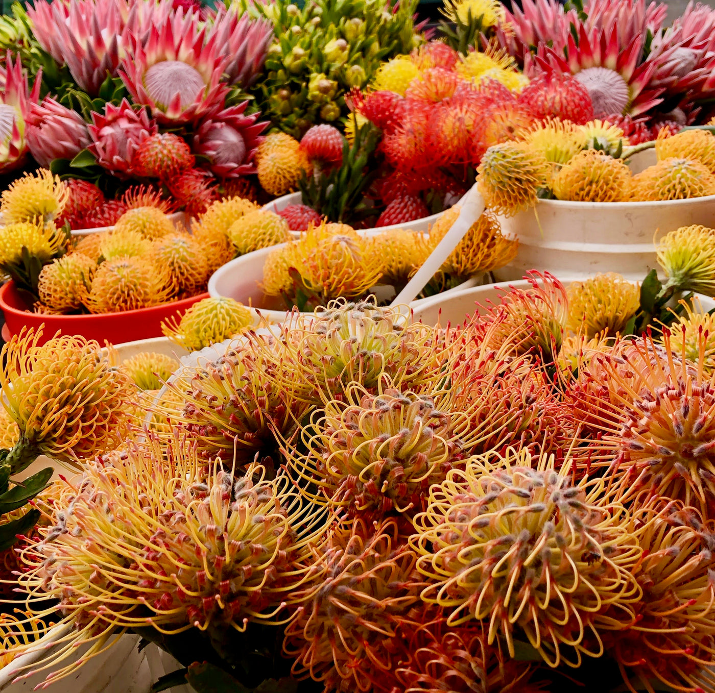 Protea… Happy to be Home on Maui!